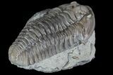 Inflated, , Prone Flexicalymene Trilobite - Ohio #84594-2